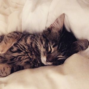 Meet your Posher, Payton